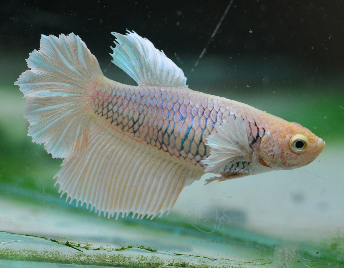 Pineapple Dumbo Delta-tail Female