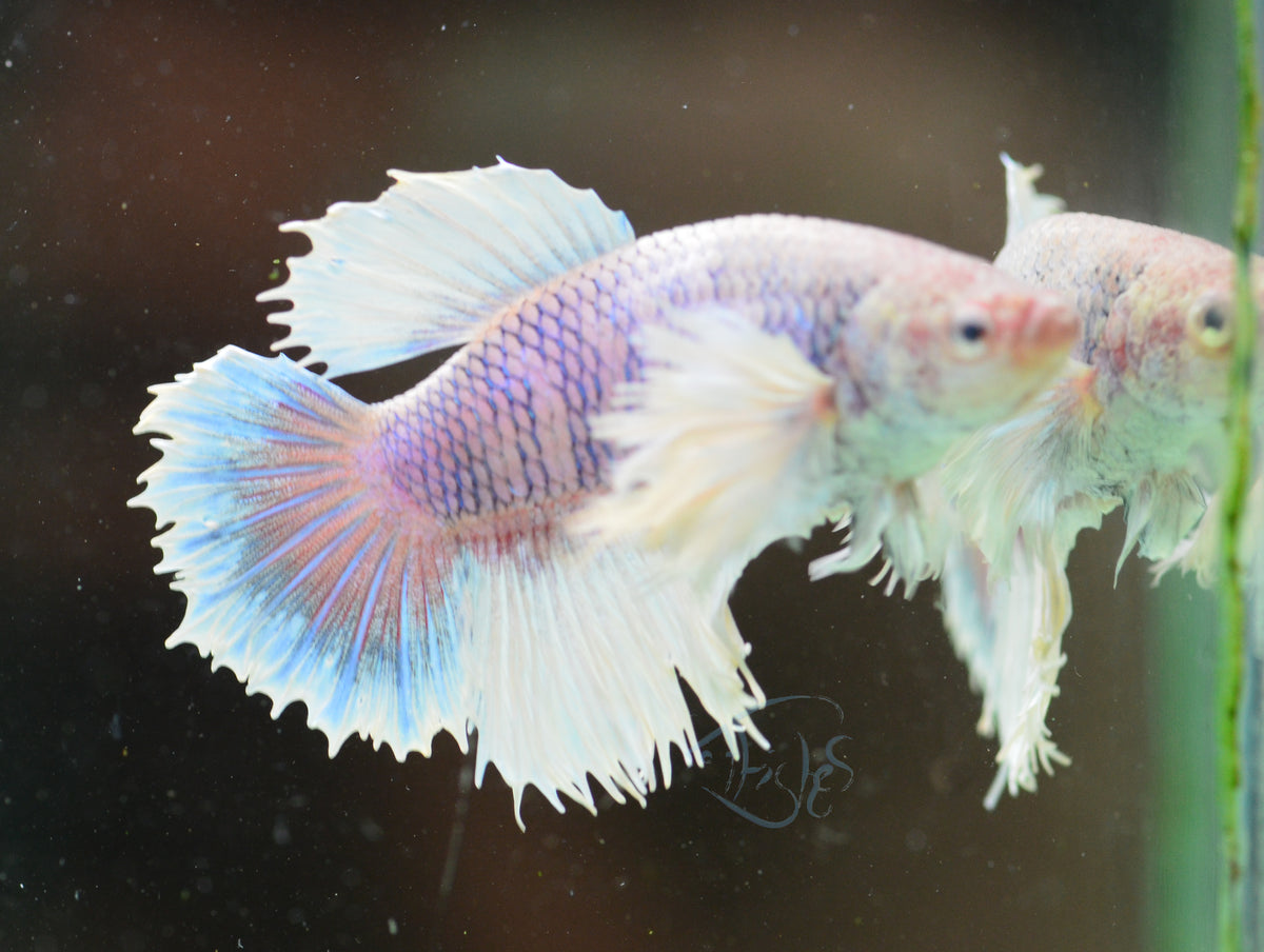 Pastel Purple Dumbo Delta-tail Female
