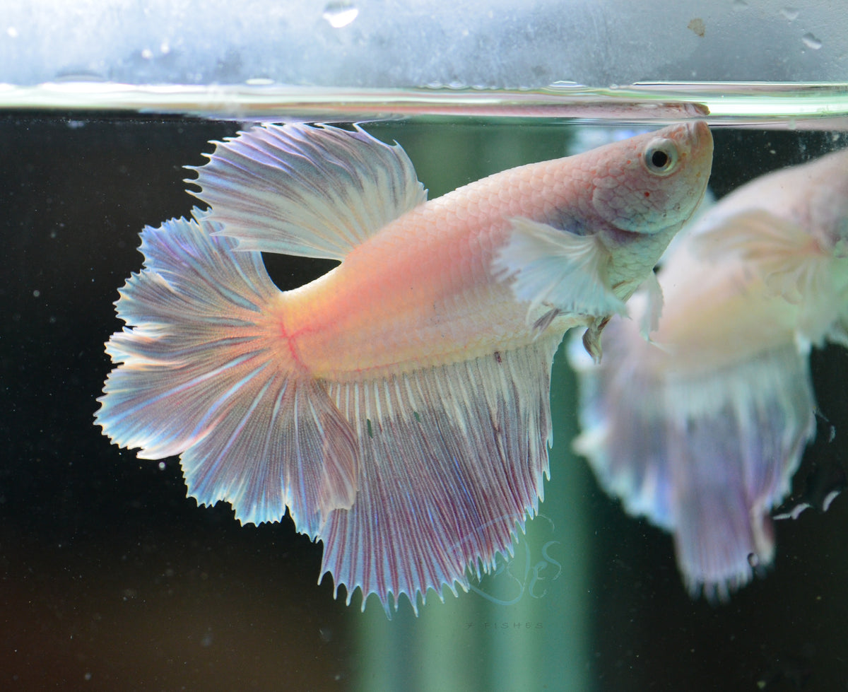 Pastel Purple Dumbo Delta-tail Female
