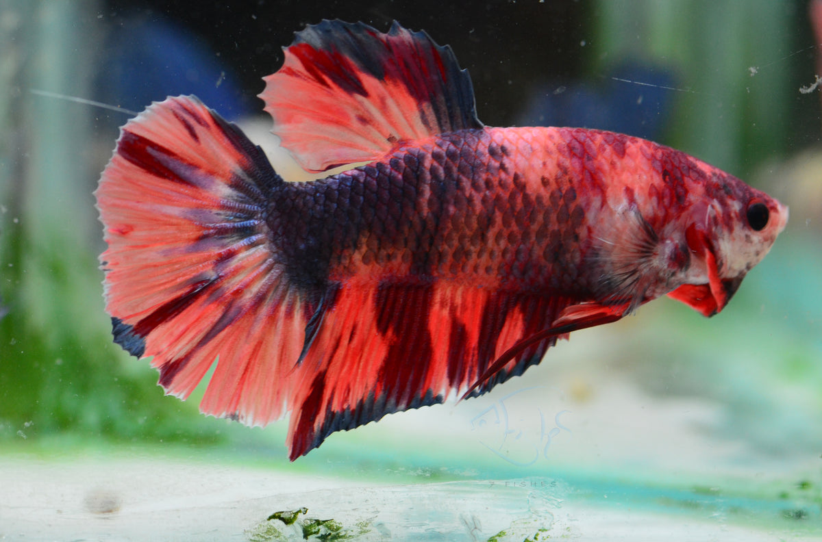 Giant Nemo HMPK Male