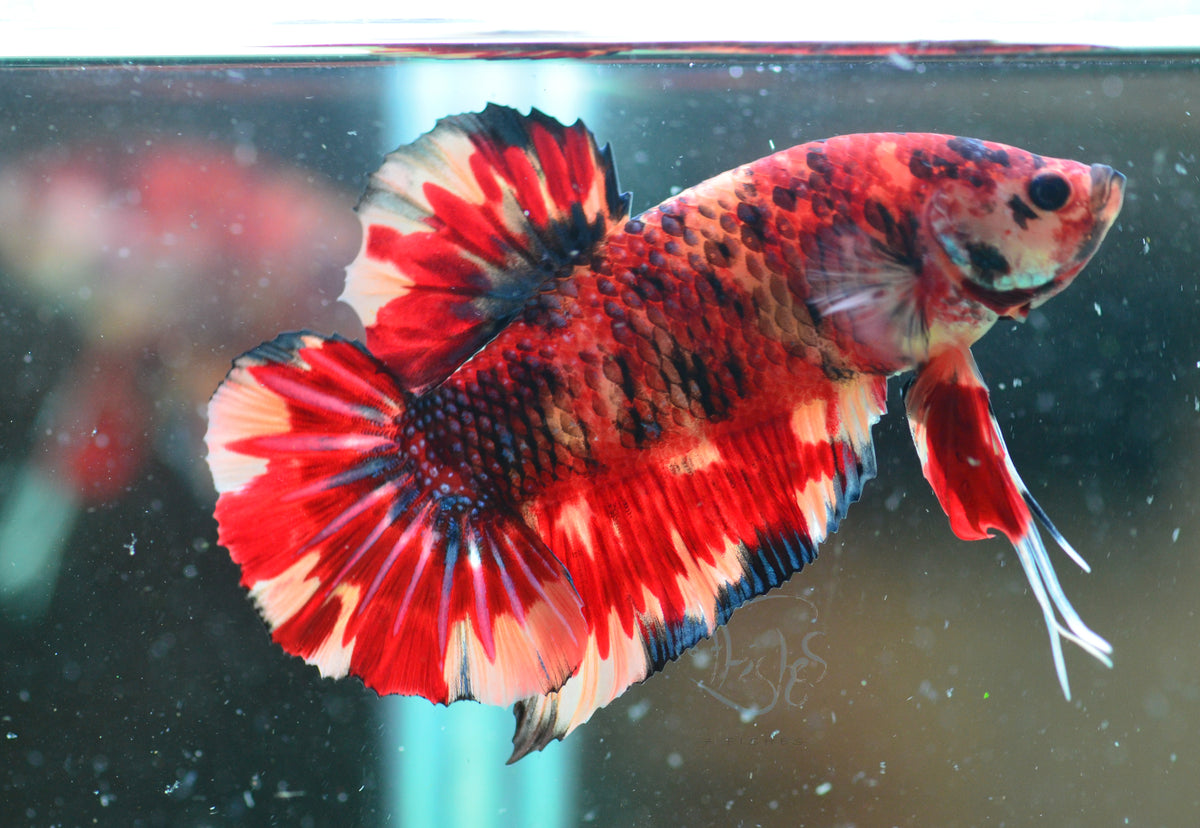 Giant Nemo HMPK Male