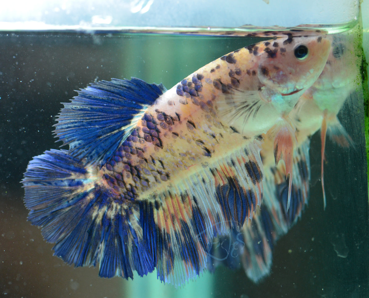 Giant Blue Marble HMPK Male