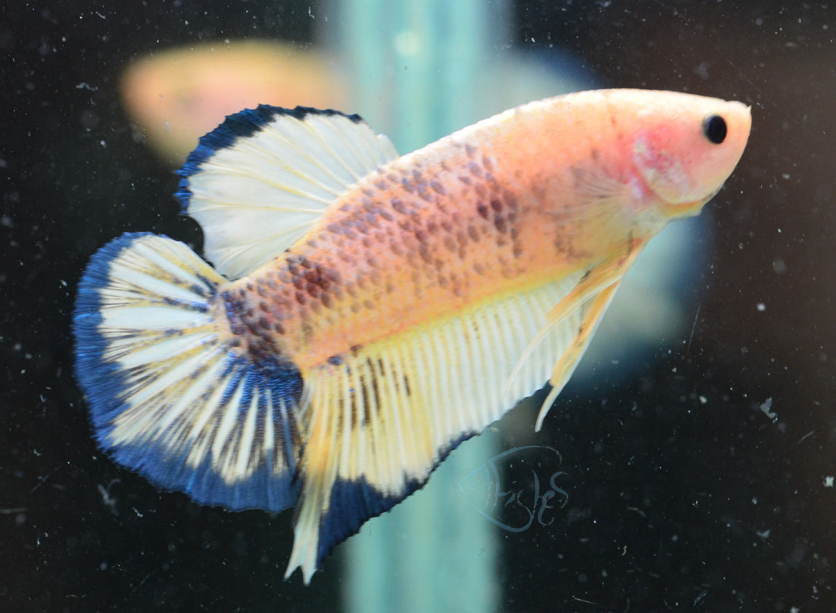 Giant Blue Rim HMPK Male