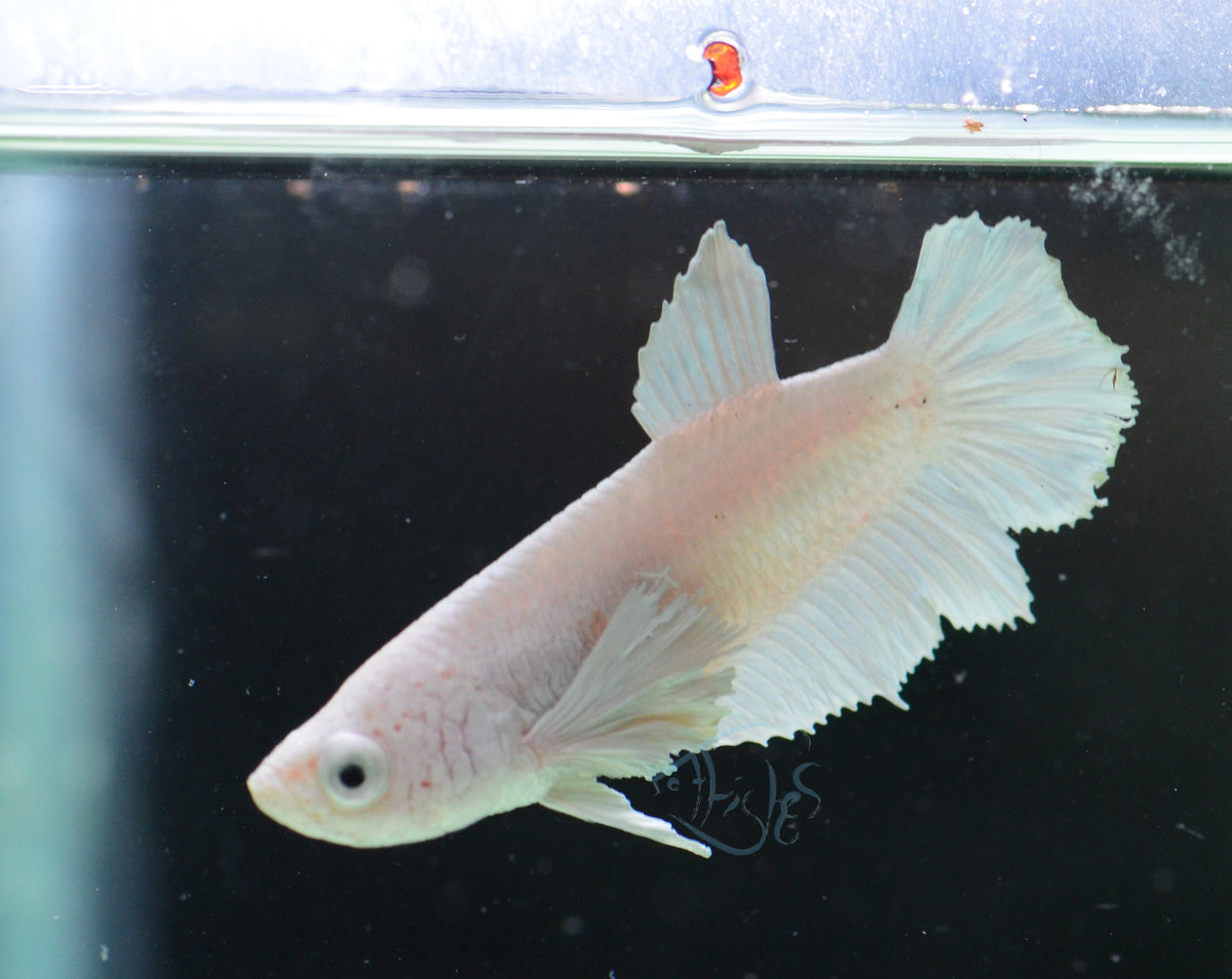 Platinum Dumbo Delta-tail Female