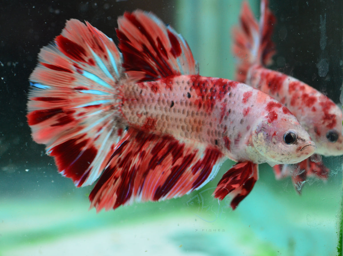 Giant Flame Nemo HMPK Male