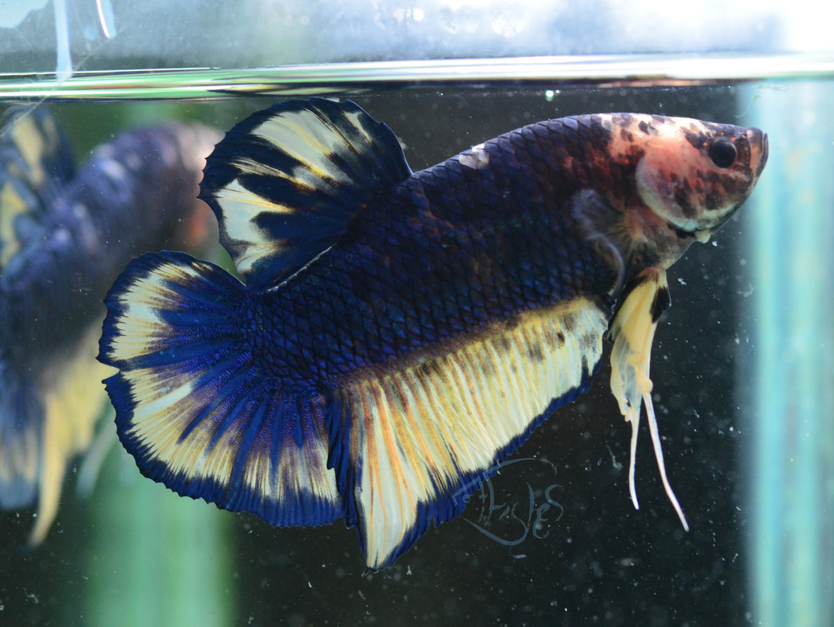 Giant Mustard HMPK Male