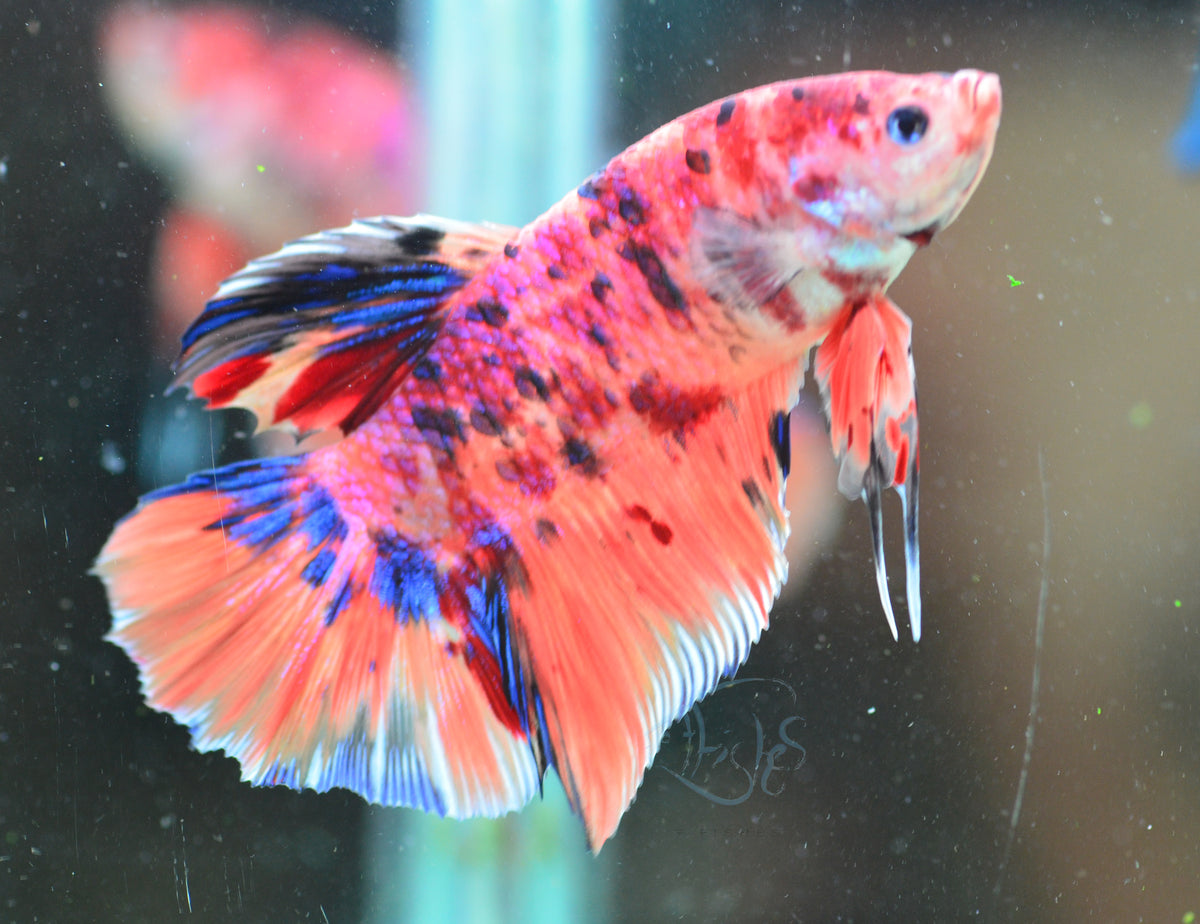 Giant Nemo HMPK Male