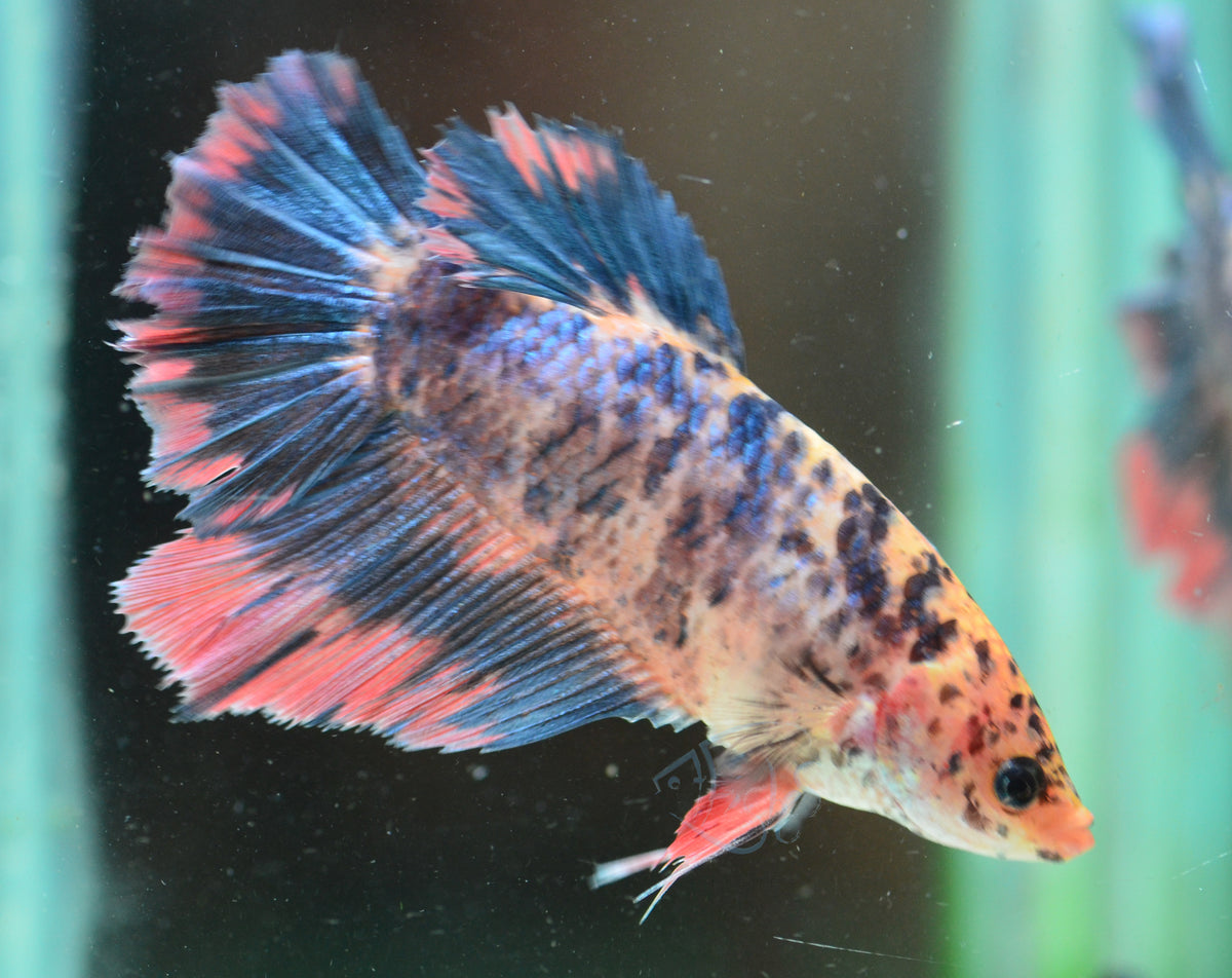 Giant Multicolour HMPK Male