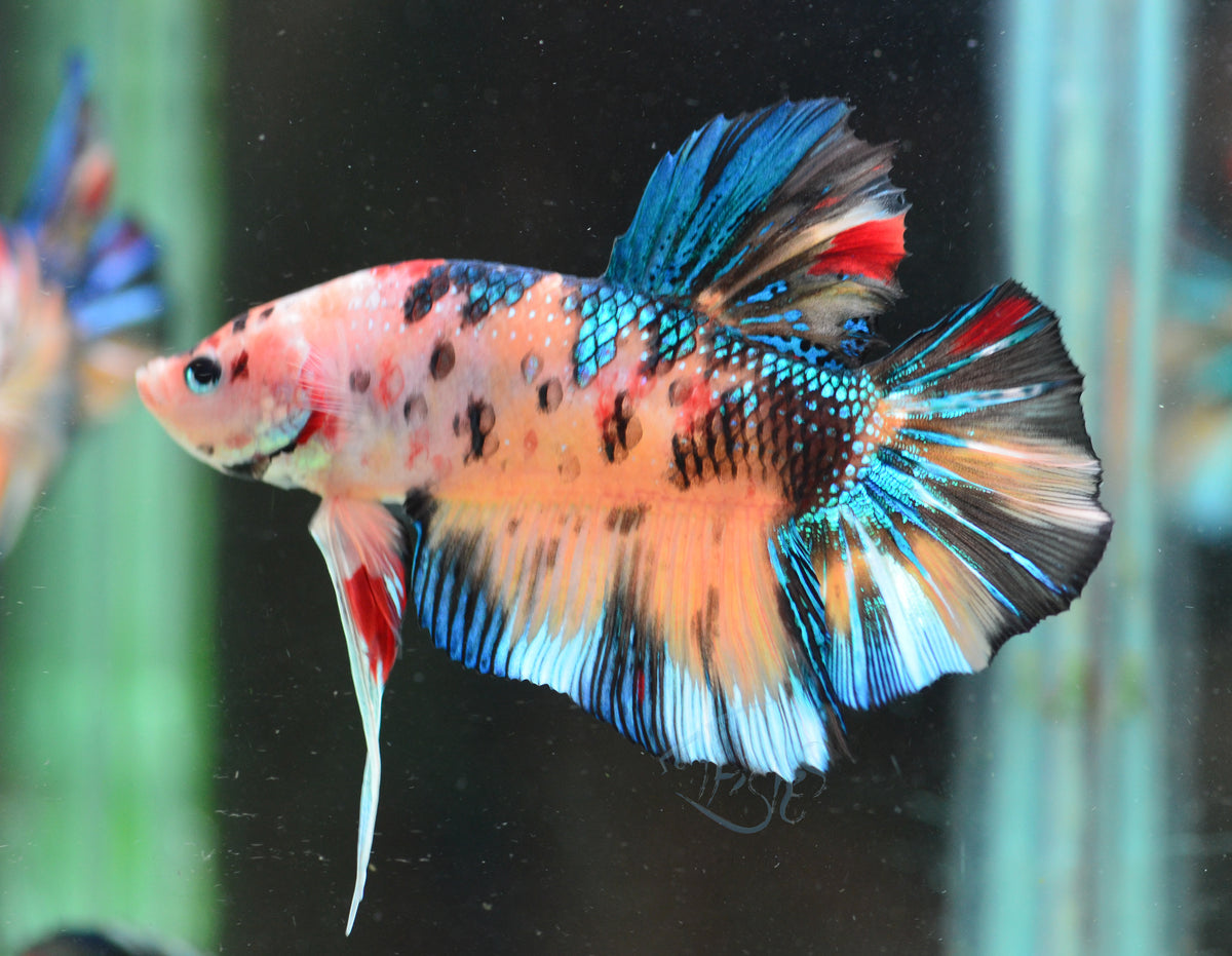 Giant Multicolour HMPK Male