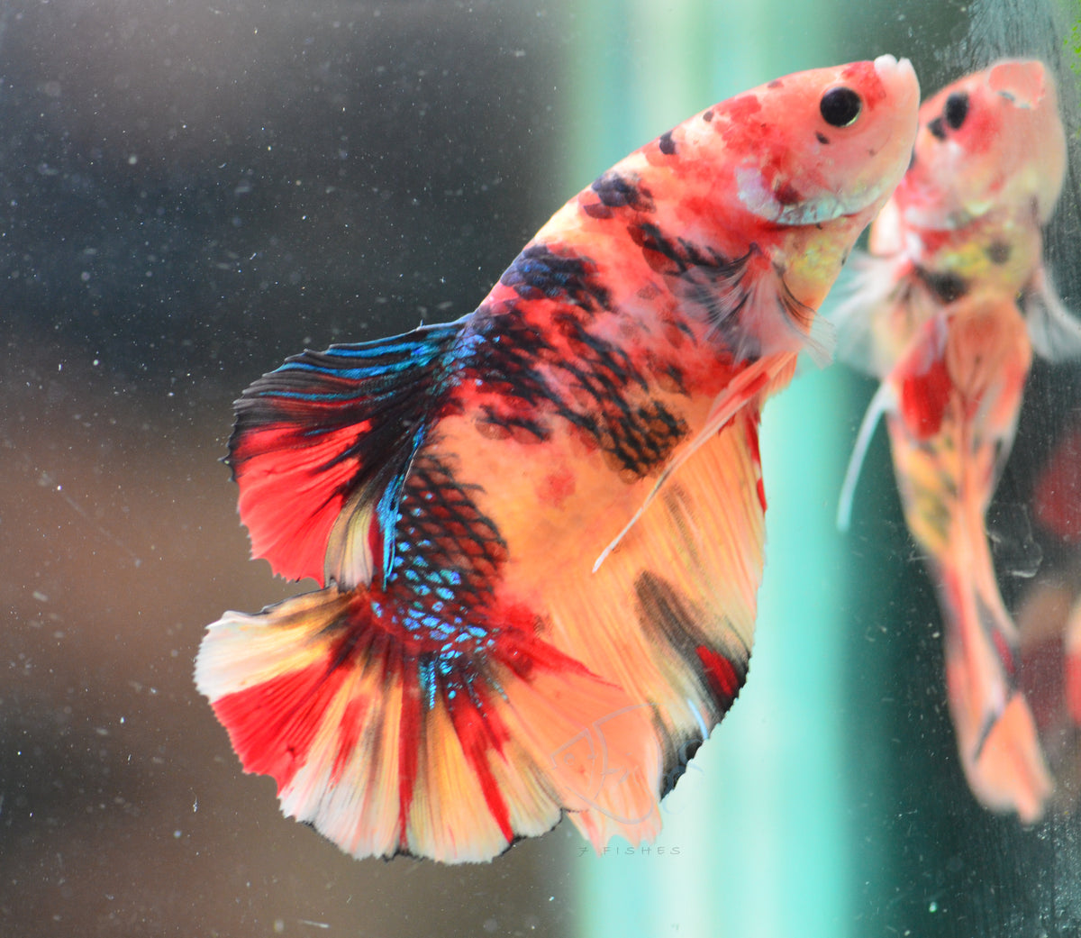 Giant Nemo HMPK Male