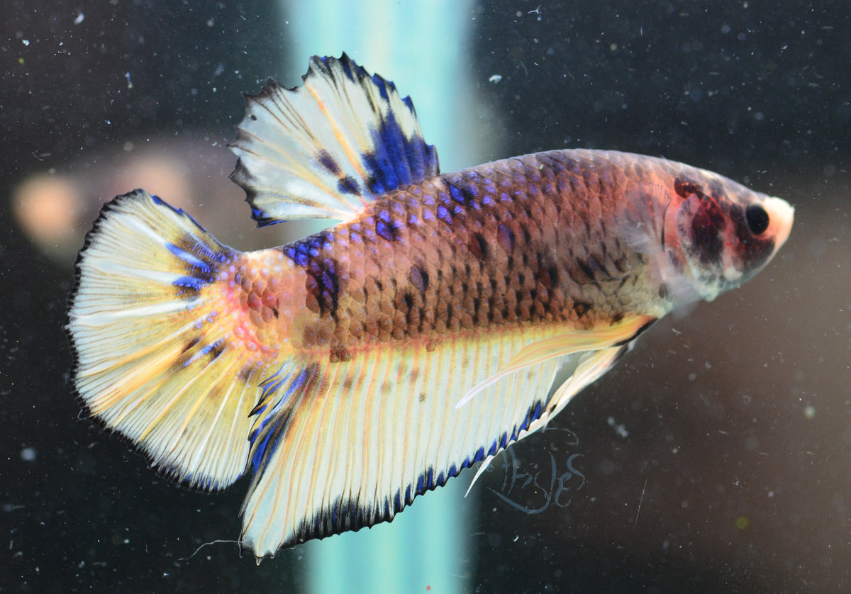Giant Yellow Koi HMPK Male