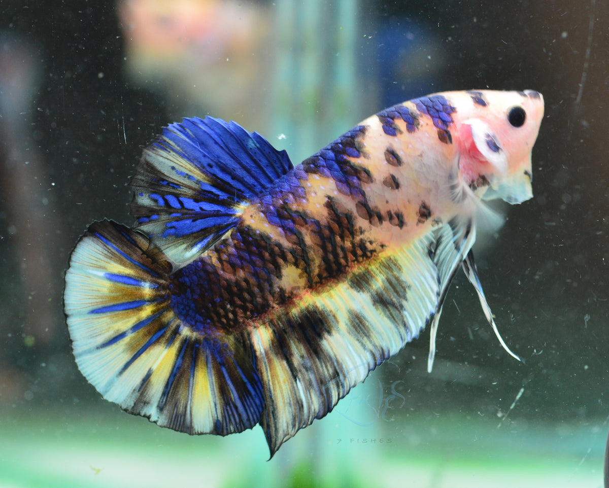 Giant Yellow Koi HMPK Male