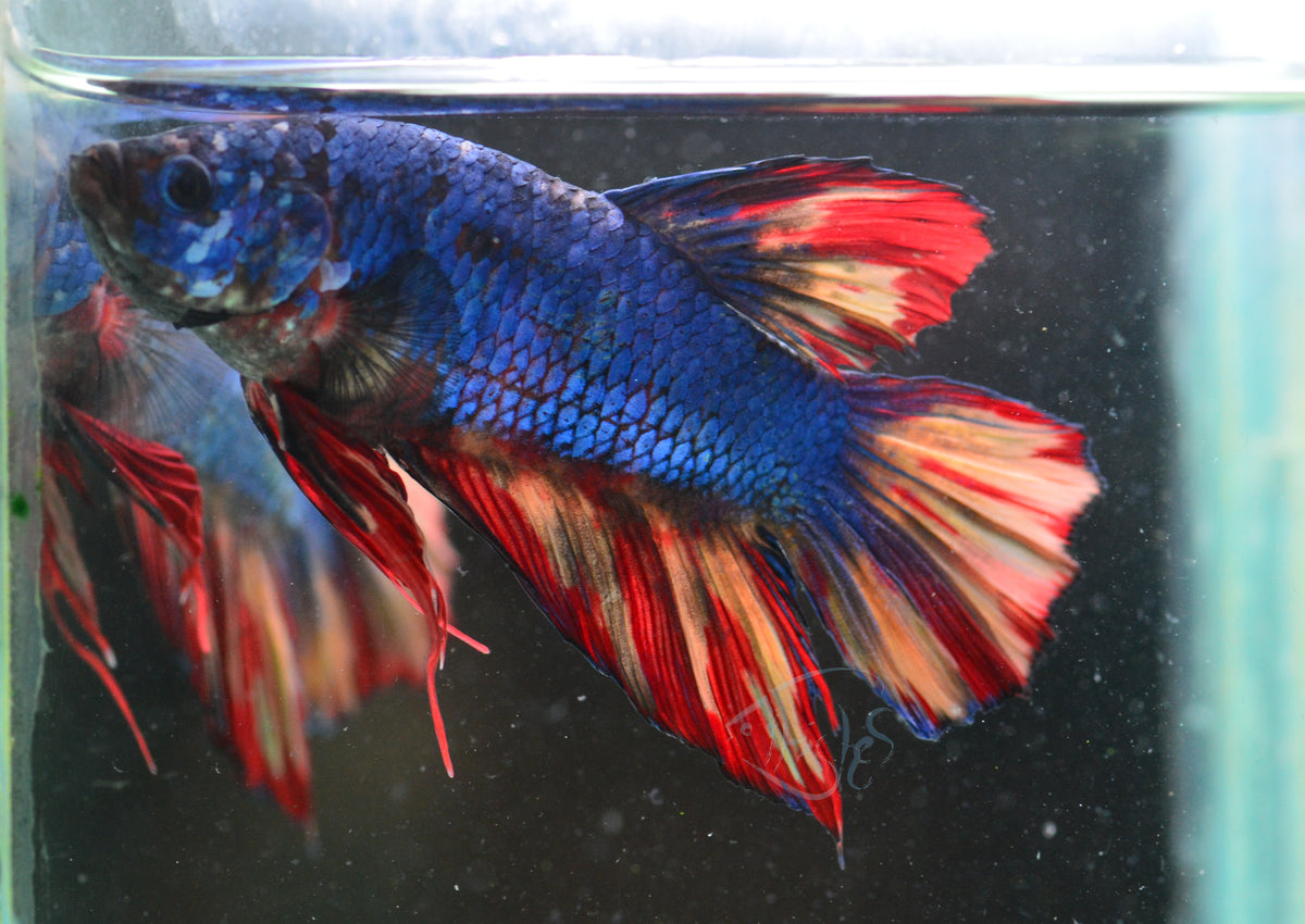 Giant Black Nemo HMPK Male