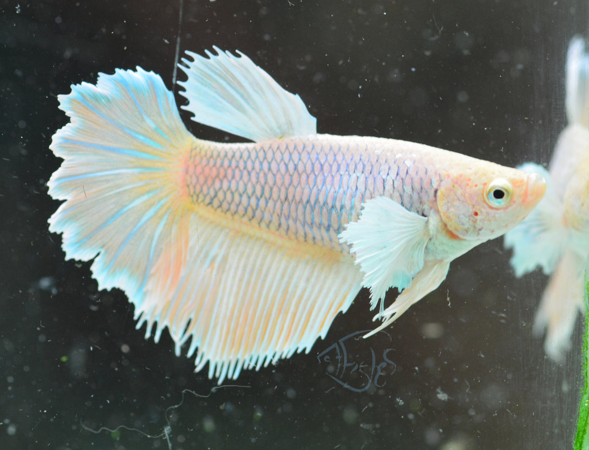 Pineapple Dumbo Delta-tail Female