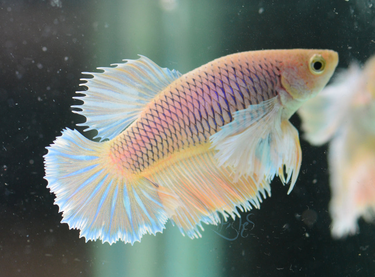 Pineapple Dumbo Delta-tail Female