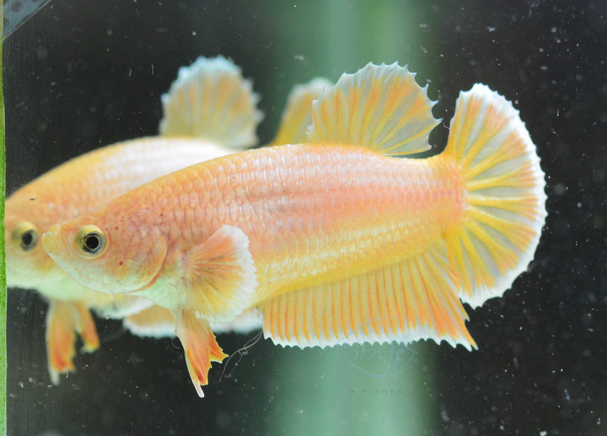 Yellow Gold  HMPK Female