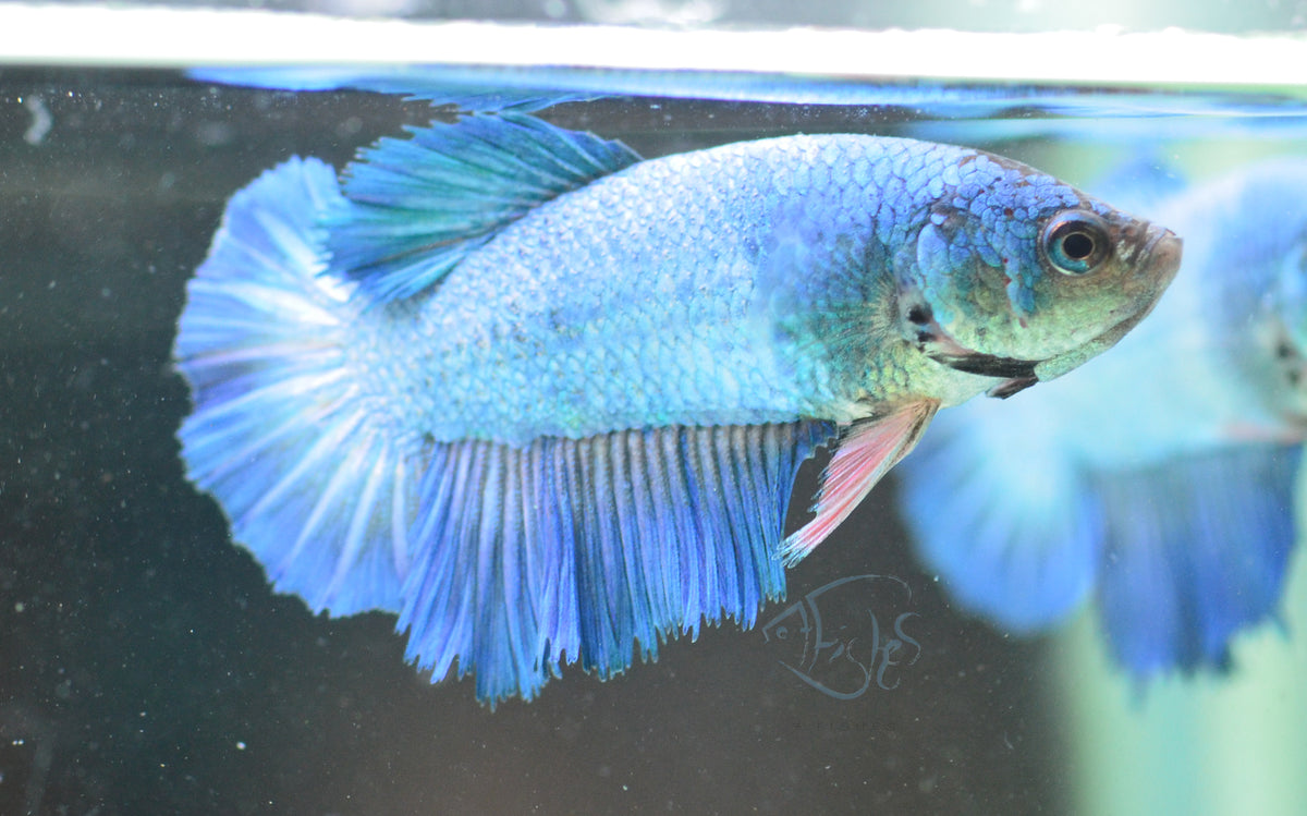 Blue Halfmoon Female