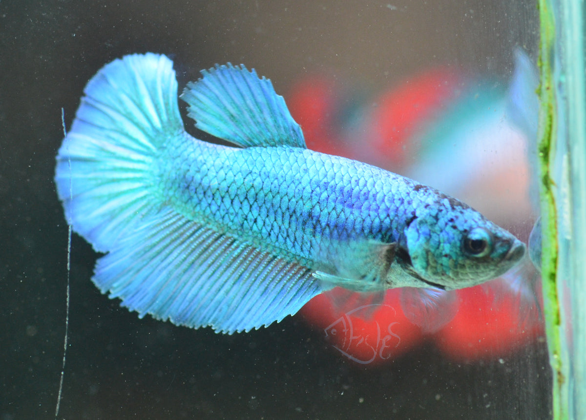 Turquoise Halfmoon Female