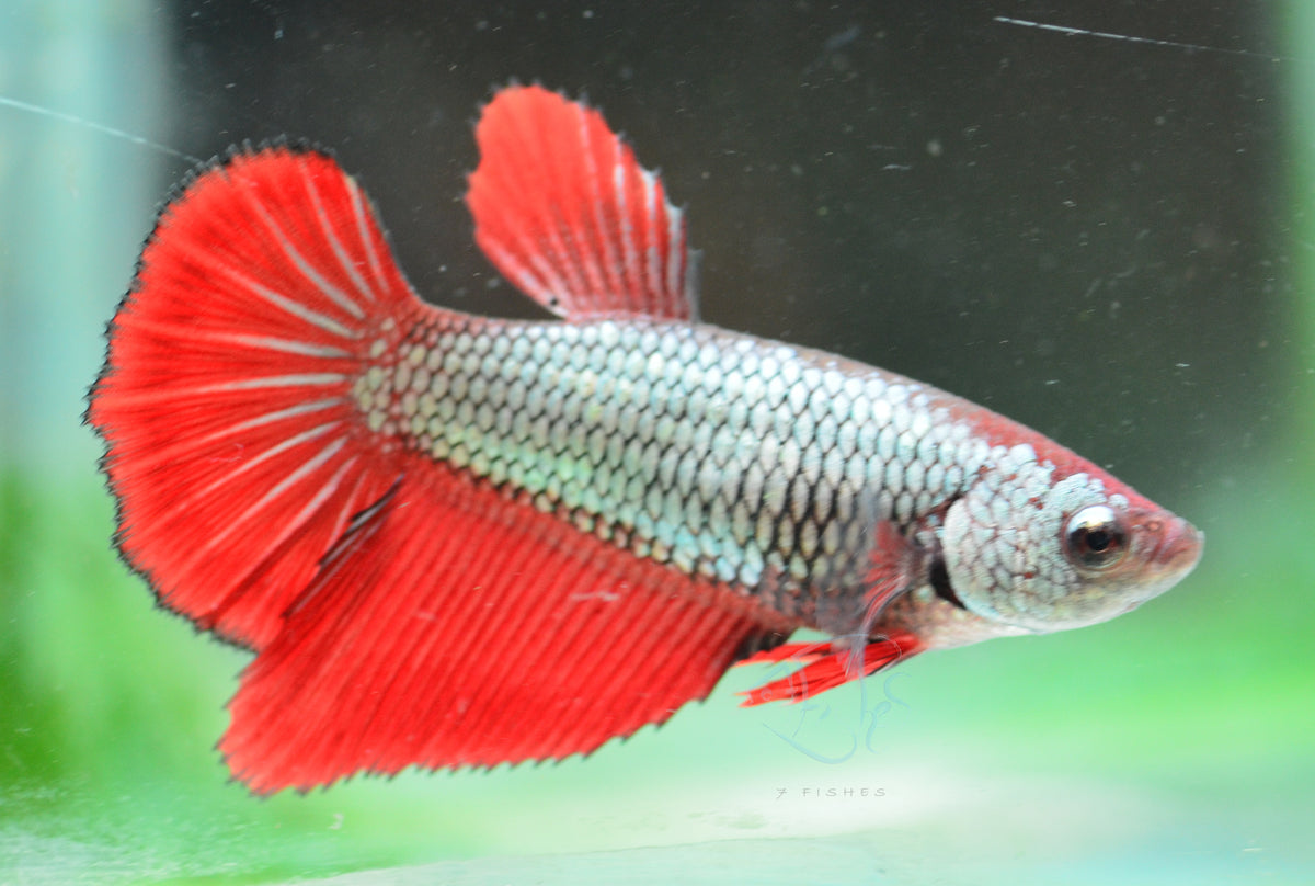 Copper Red Halfmoon Female