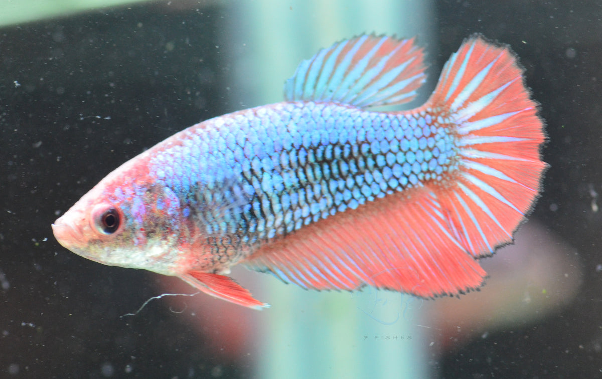 Bicolour Halfmoon Female