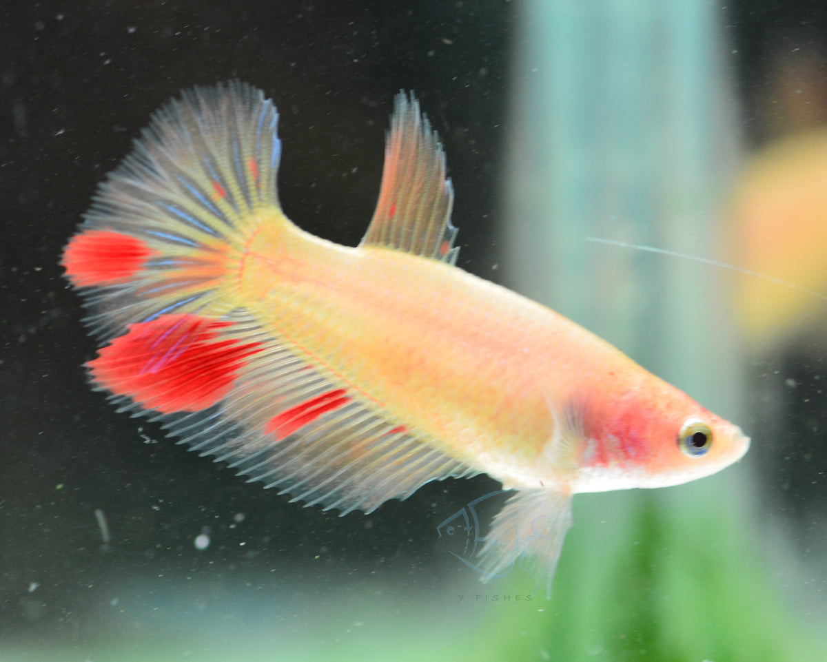 Vanda Halfmoon Female