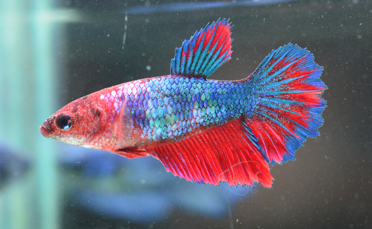 Red Fancy Halfmoon Female