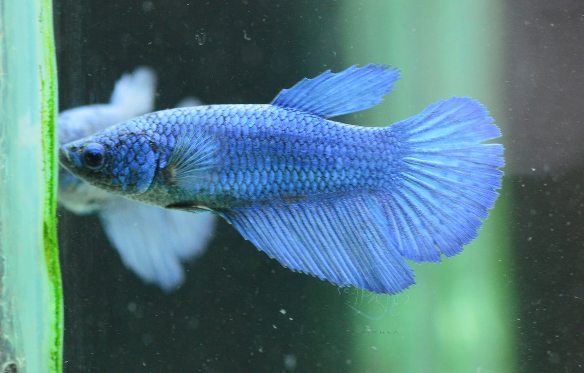 Blue Halfmoon Female