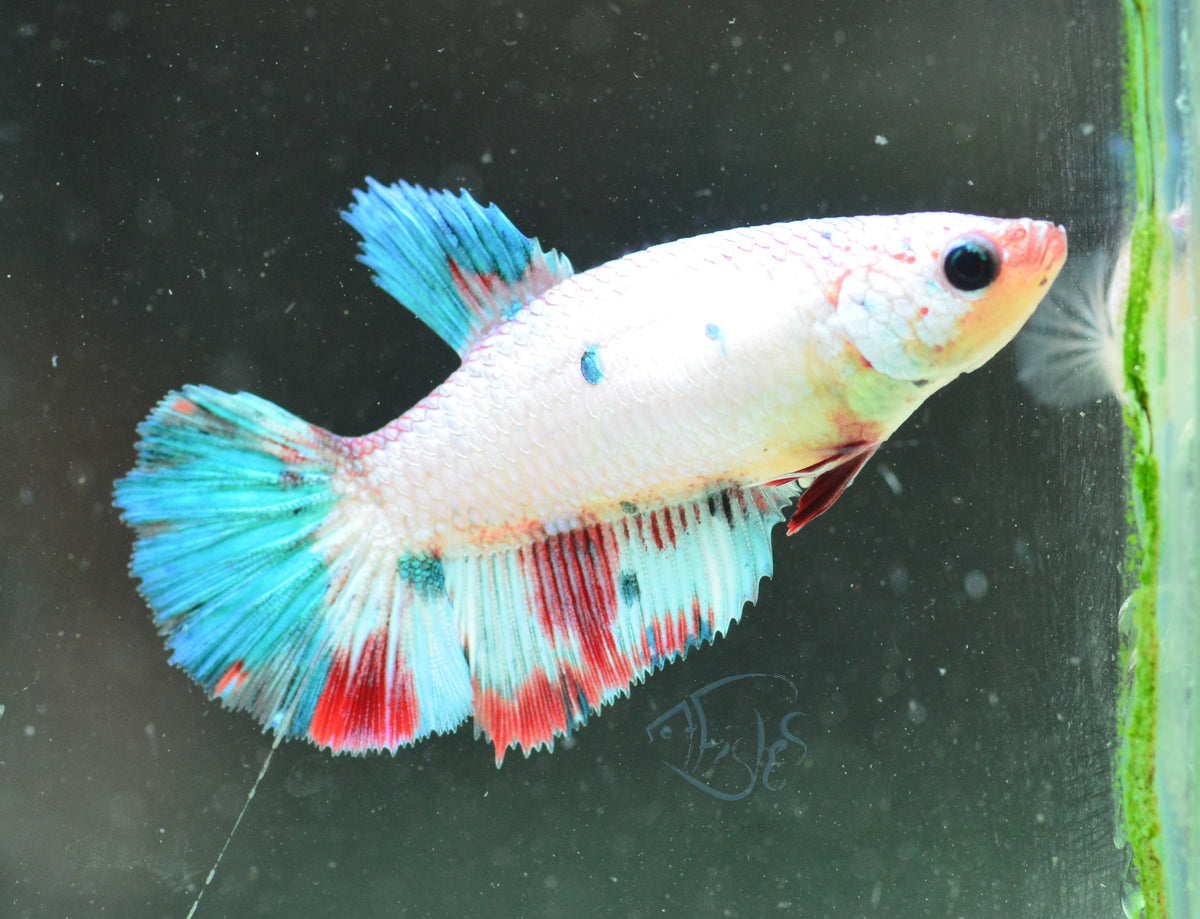 Dalmatian Halfmoon Female