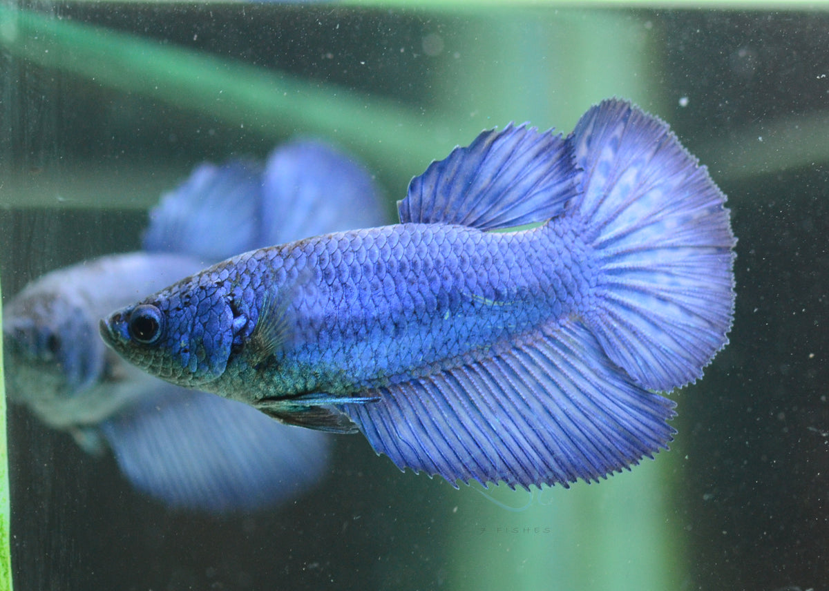 Blue Halfmoon Female