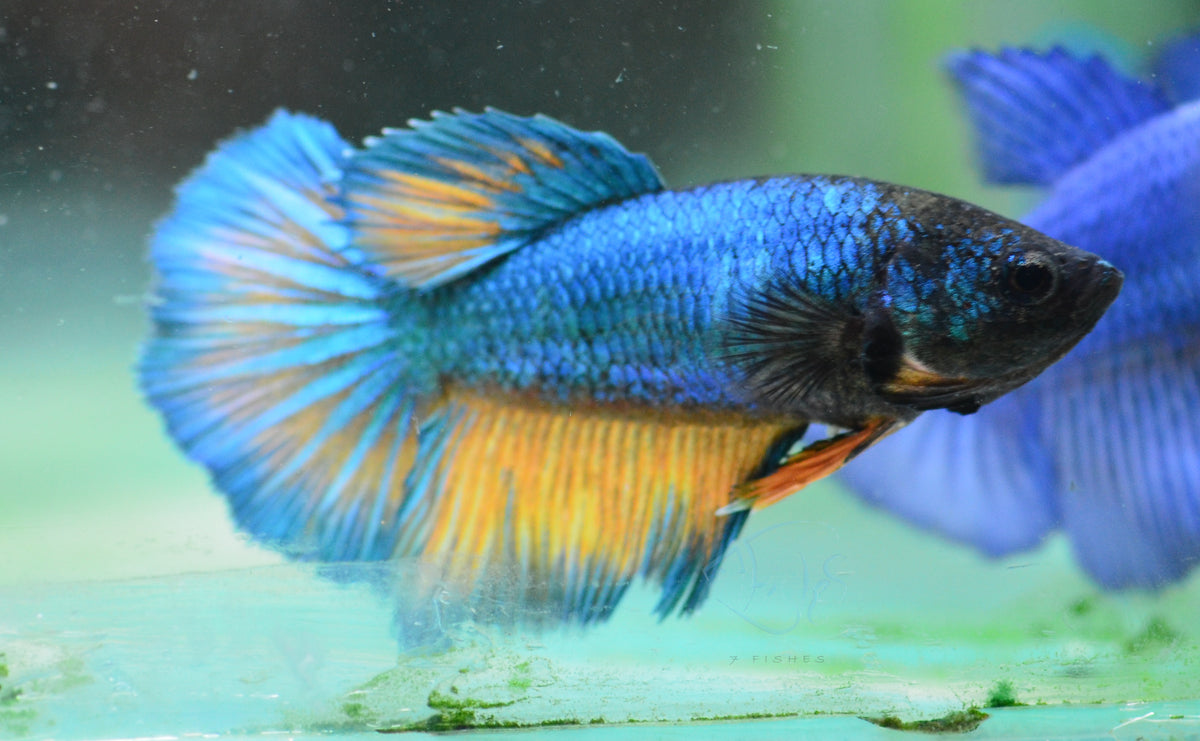 Mustard Halfmoon Female