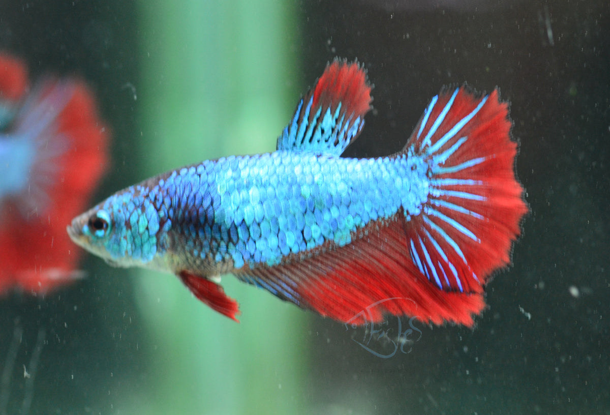 Bicolour Halfmoon Female