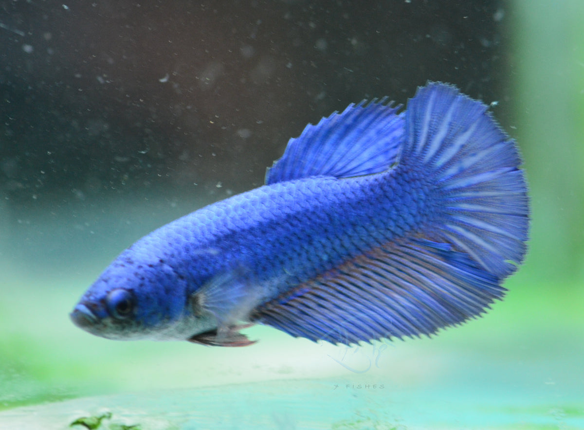 Blue Halfmoon Female