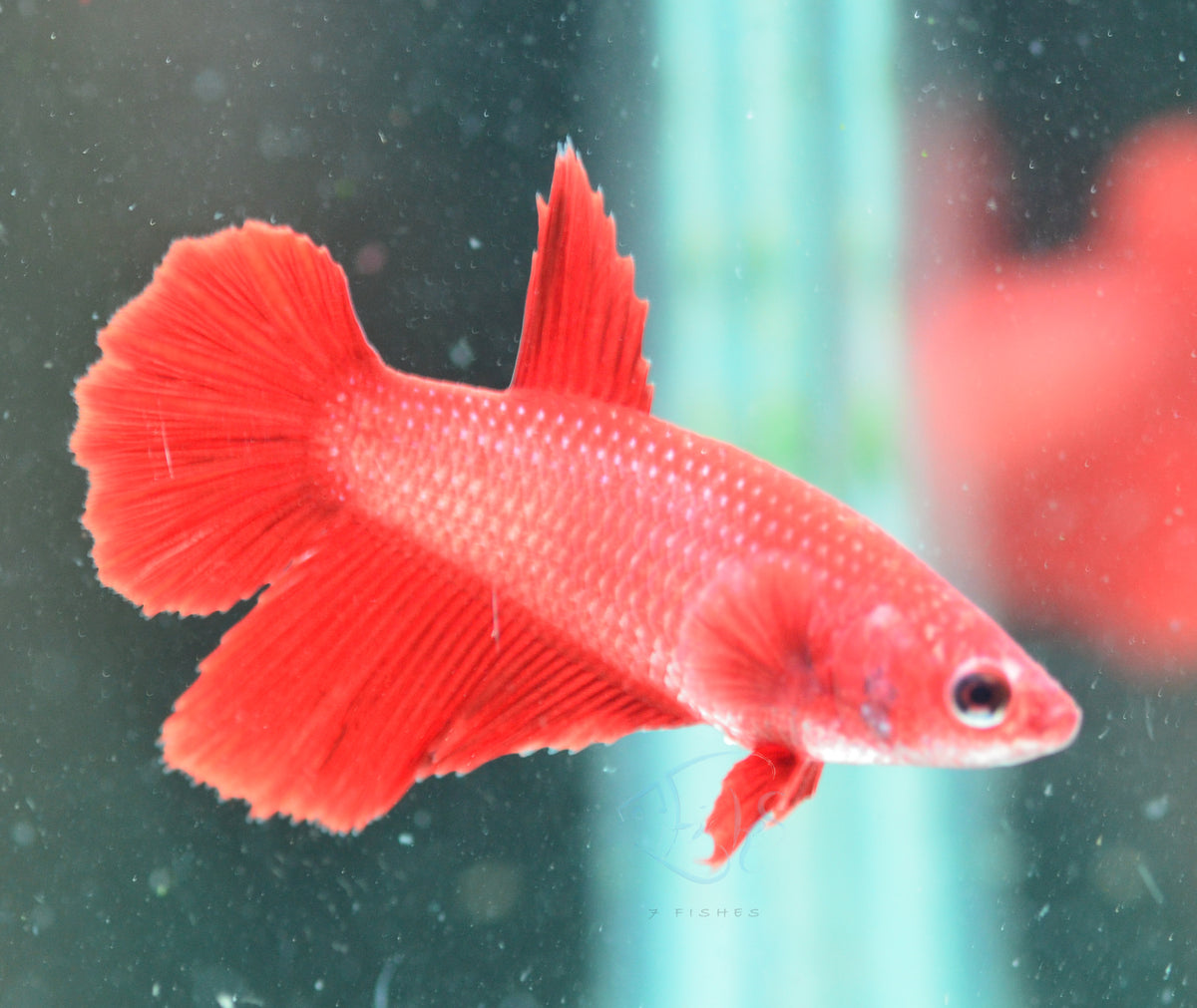 Red Halfmoon Female