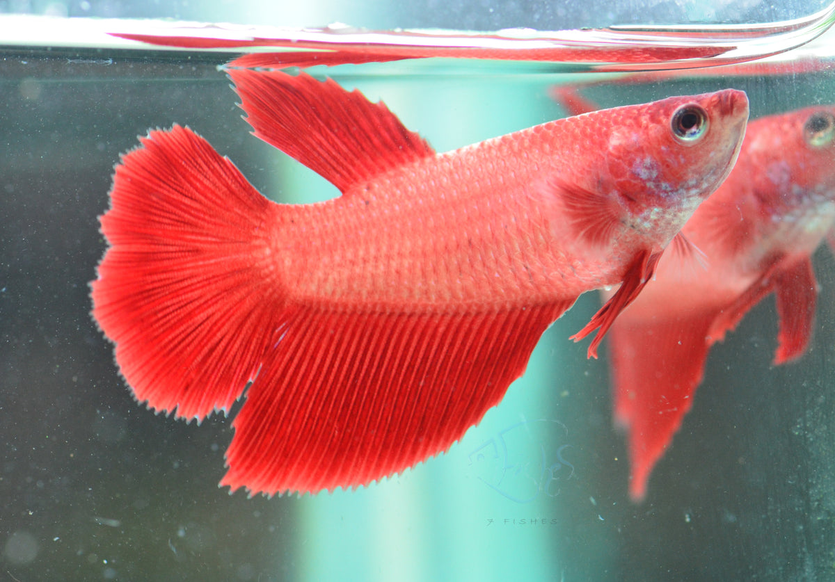 Red Halfmoon Female