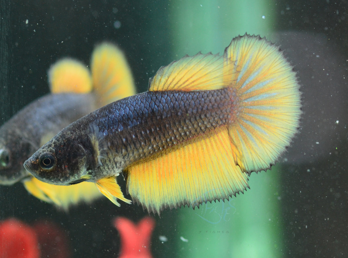 Mustard Halfmoon Female