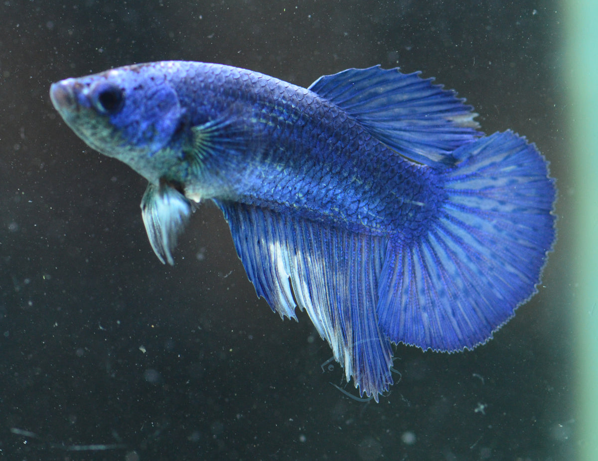 Blue Halfmoon Female
