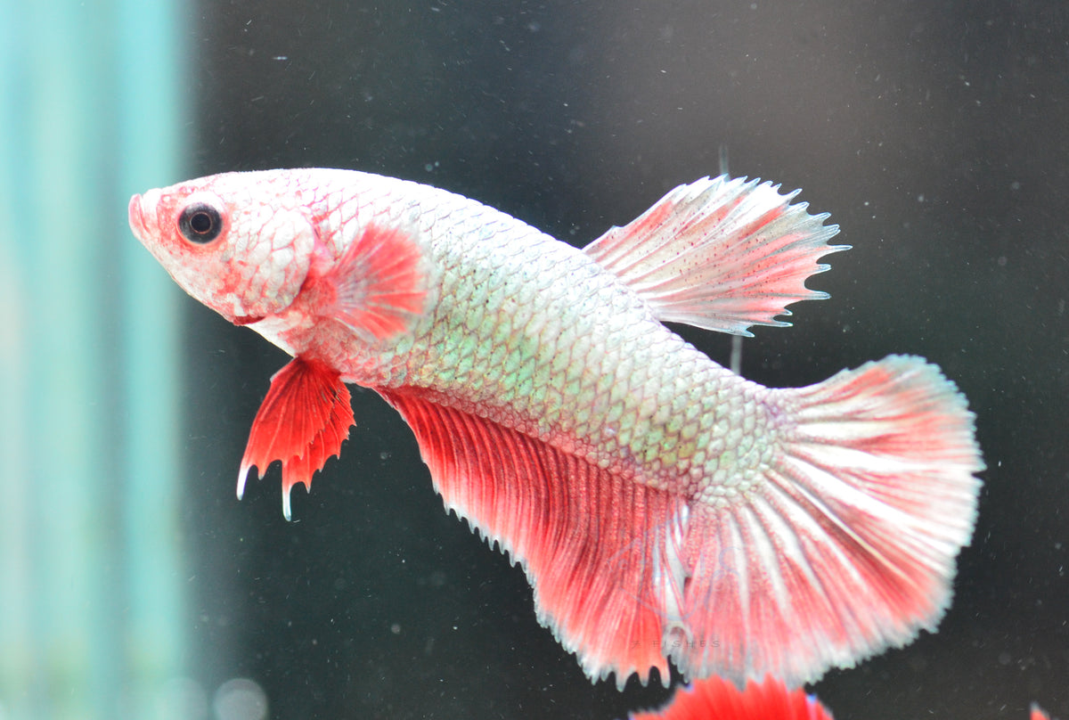 Copper Red Halfmoon Female