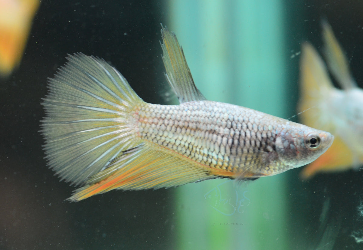 Copper Yellow Halfmoon Female