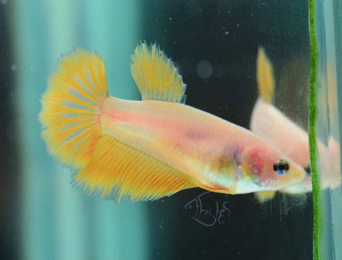 Yellow Halfmoon Female