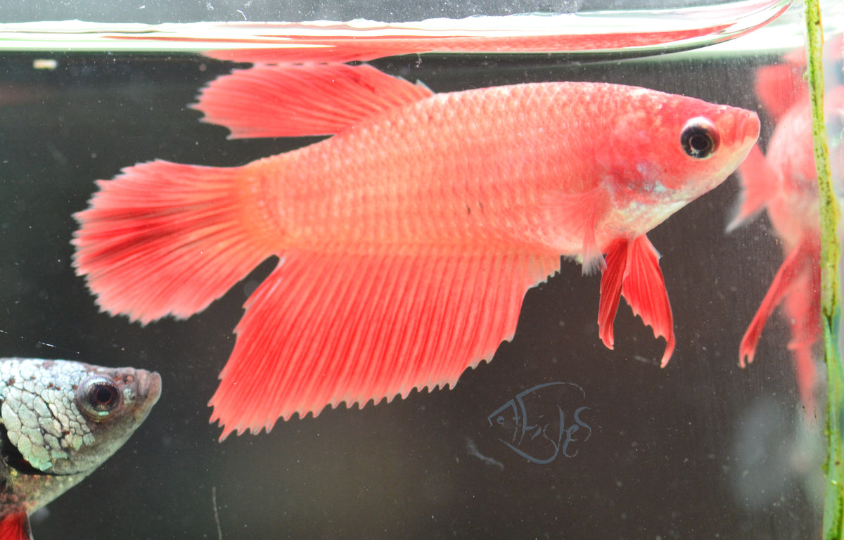 Red Orange Halfmoon Female