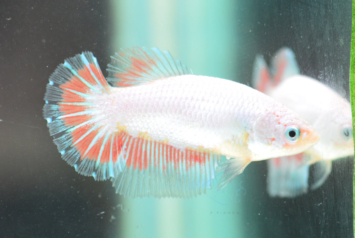 Opal Halfmoon Female