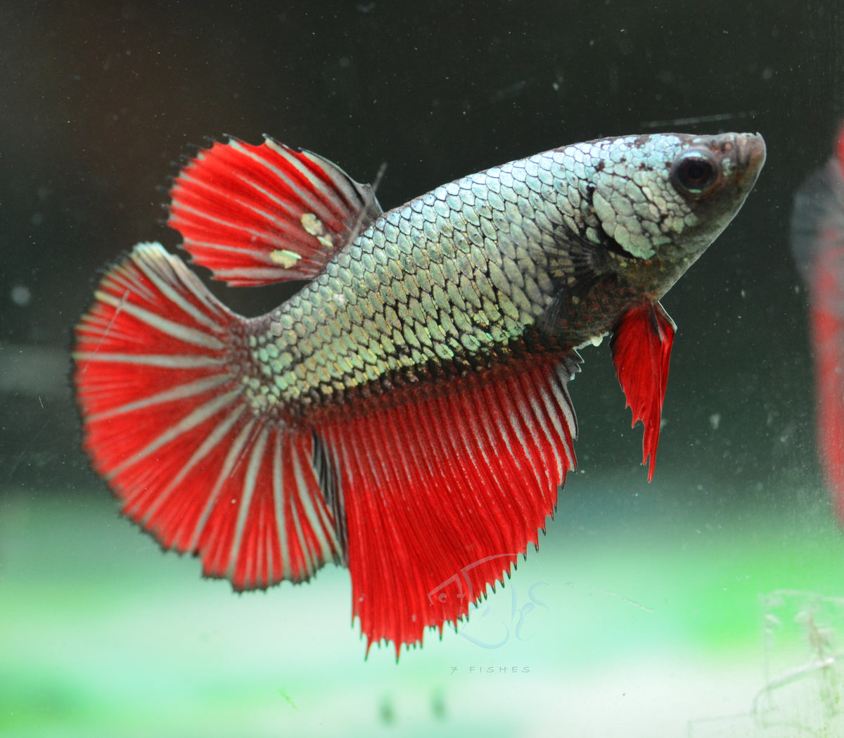 Copper Red Halfmoon Female