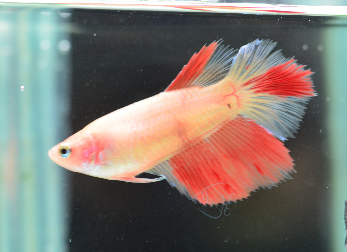 Vanda Halfmoon Female