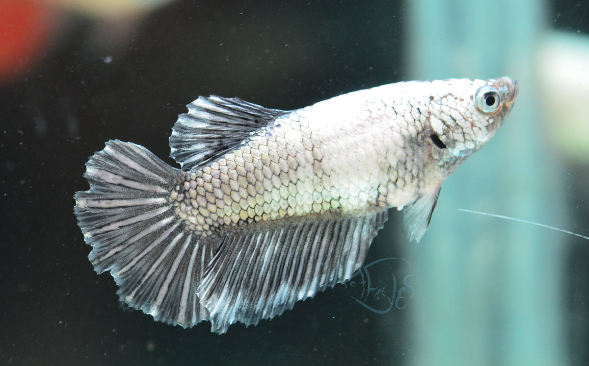 Black Dragon Fancy Halfmoon Female