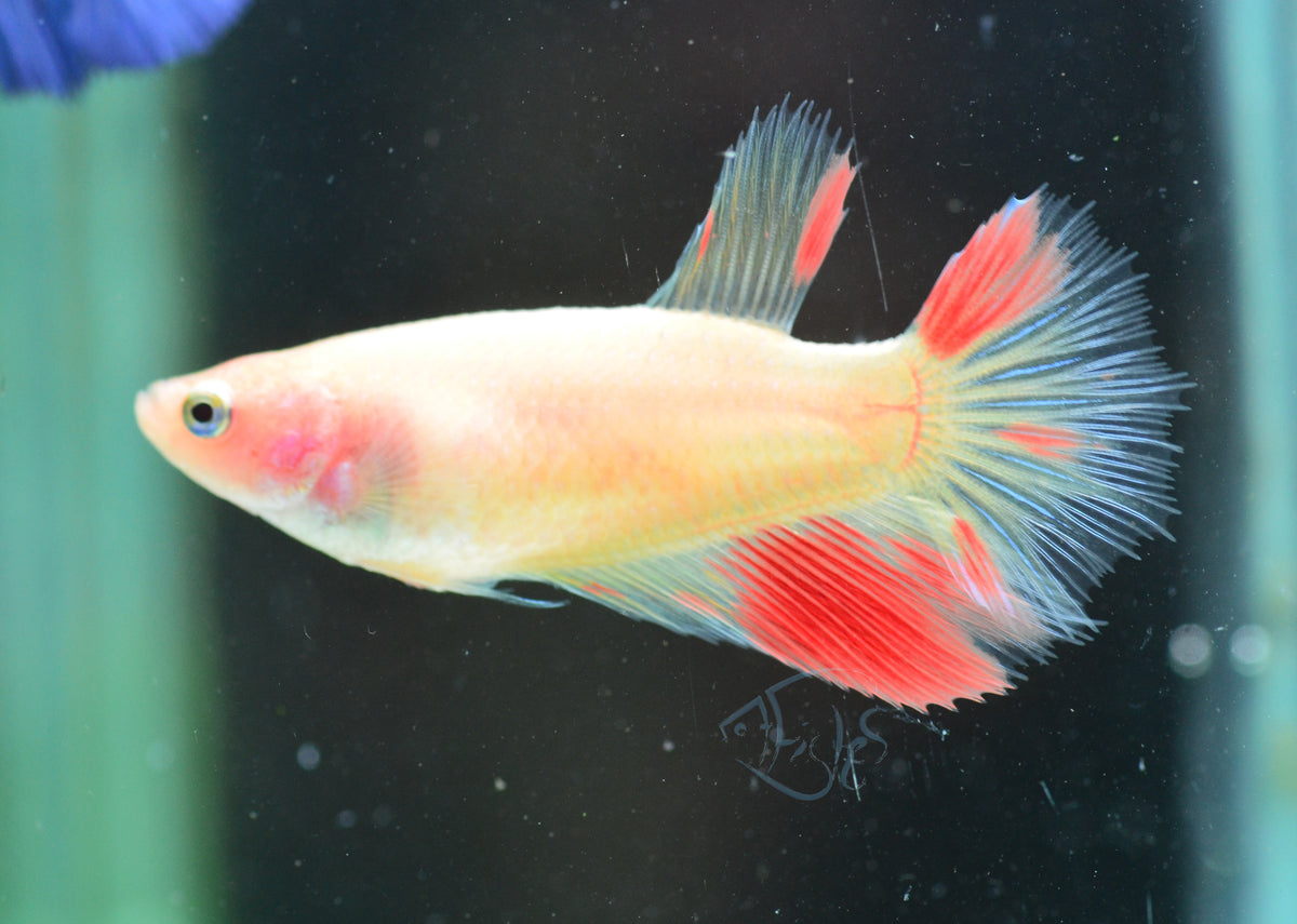 Vanda Halfmoon Female