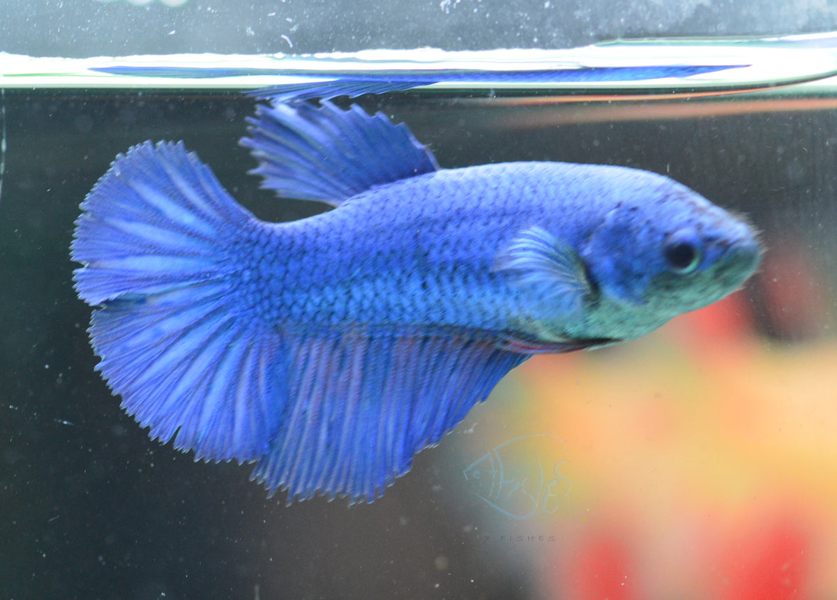 Blue Halfmoon Female