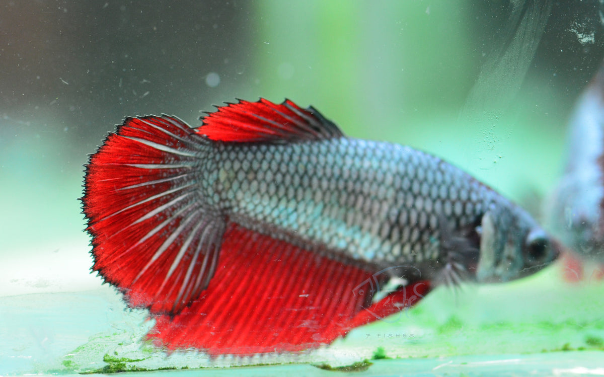 Copper Red Halfmoon Female