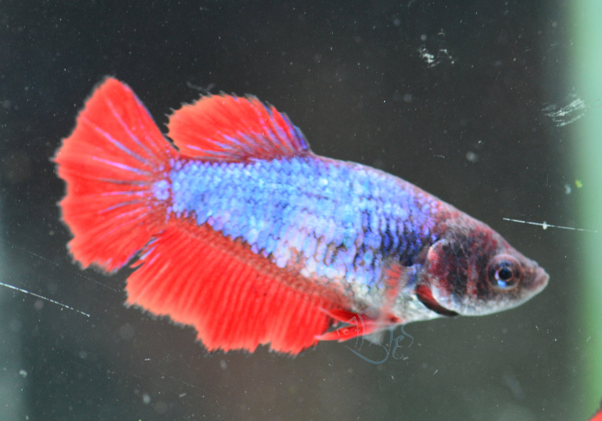 Bicolour Halfmoon Female