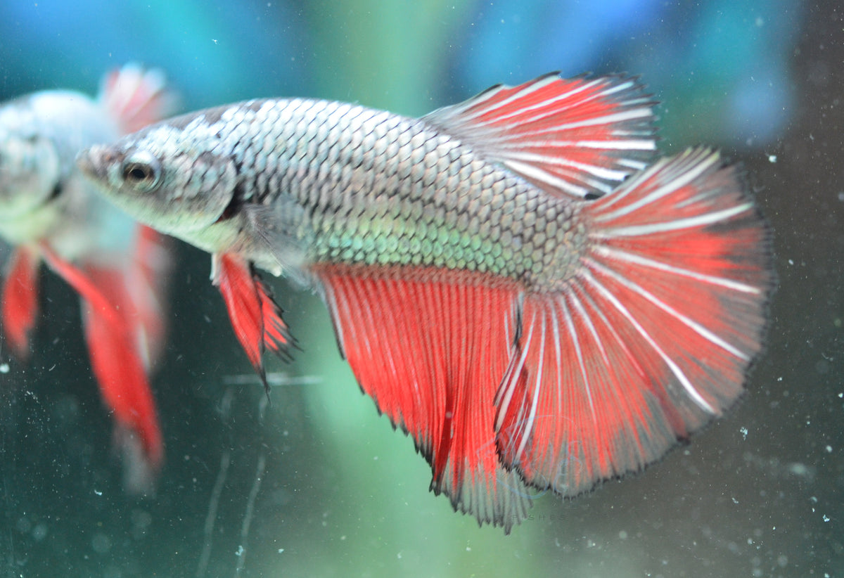 Copper Red Halfmoon Female