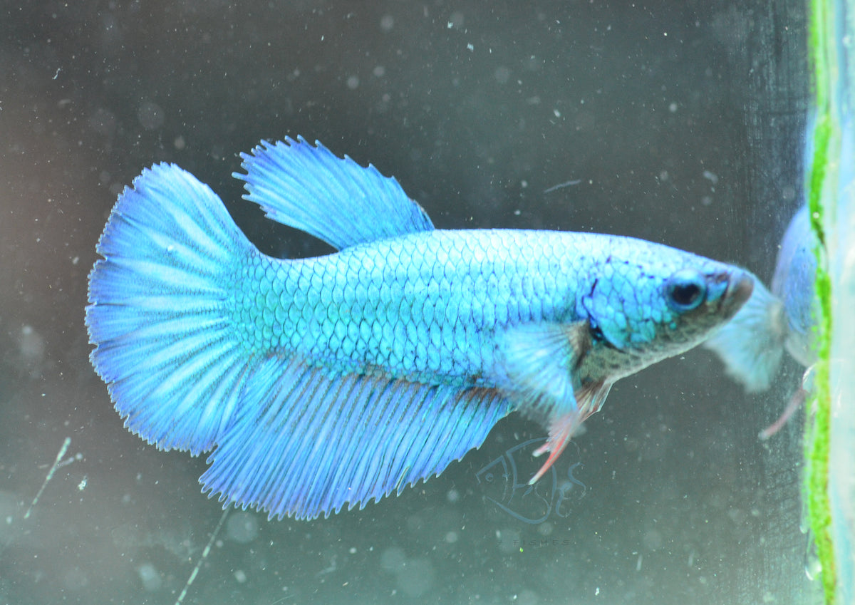 Turquoise Halfmoon Female